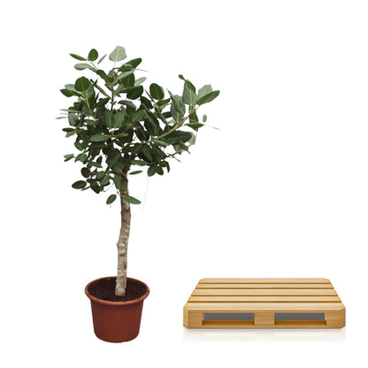 Ficus Benghalensis – Robuste Zimmerpflanze 200 cm