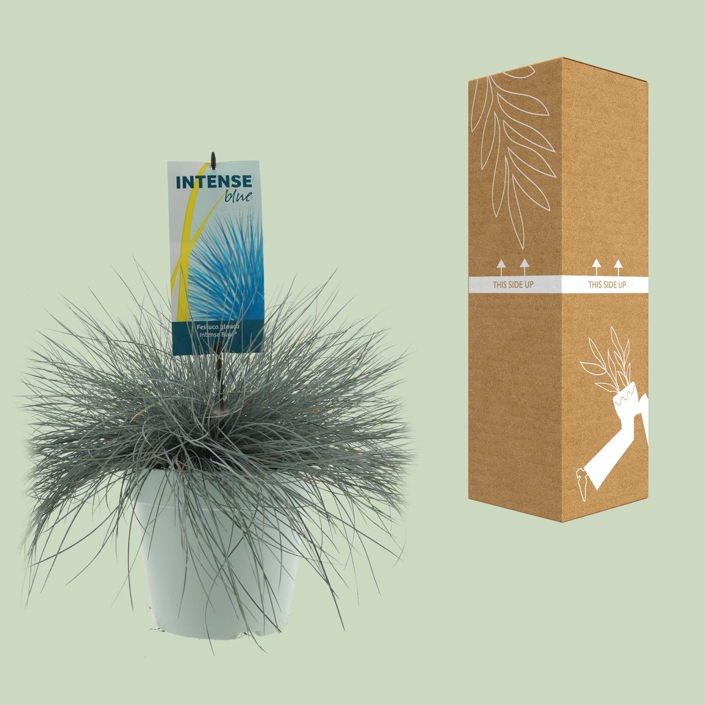 Festuca Glauca Intense Blue – Pflegeleichtes blaugrünes Ziergras Ø23cm