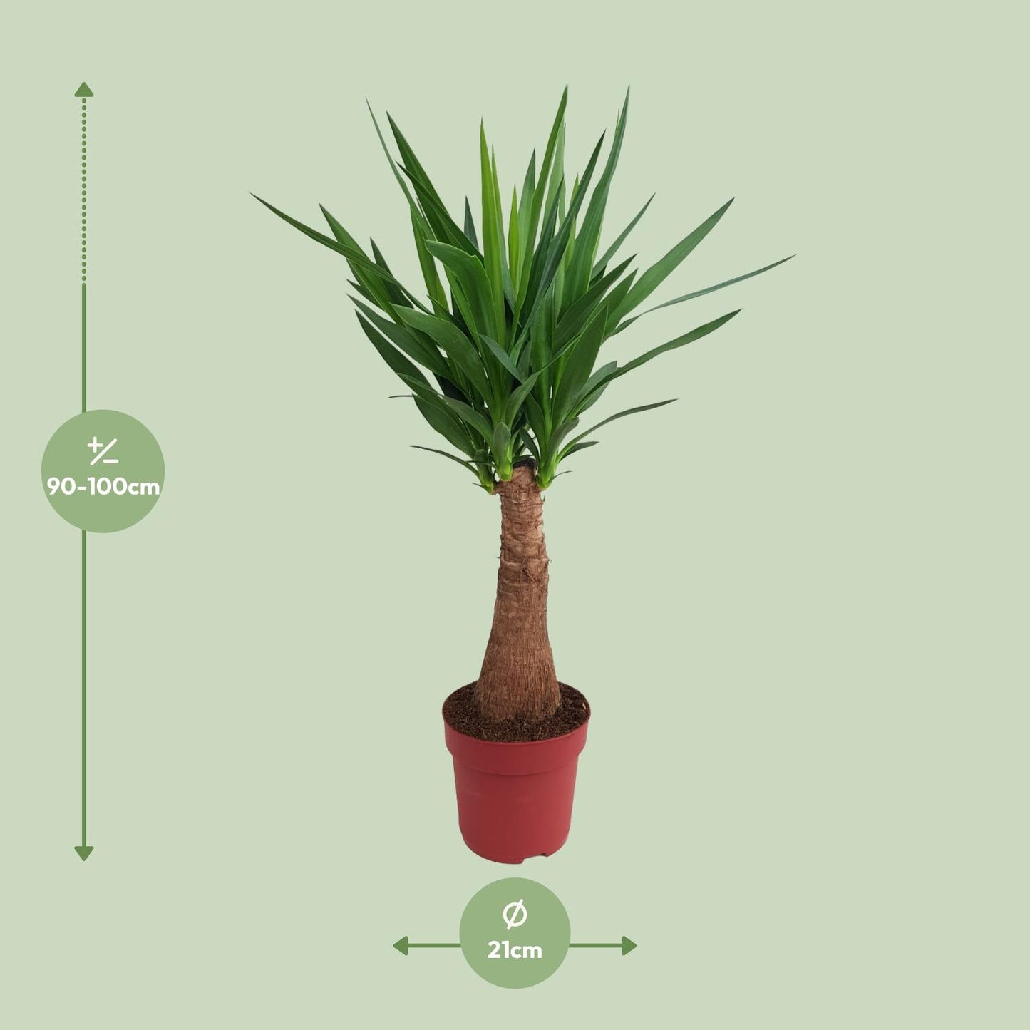 Yucca 'Maya Tree' – Pflegeleichter Elefantenfuß 100 cm