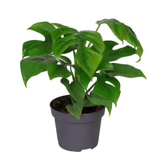 Philodendron Minima – Kompakte, pflegeleichte Zimmerpflanze Ø12cm