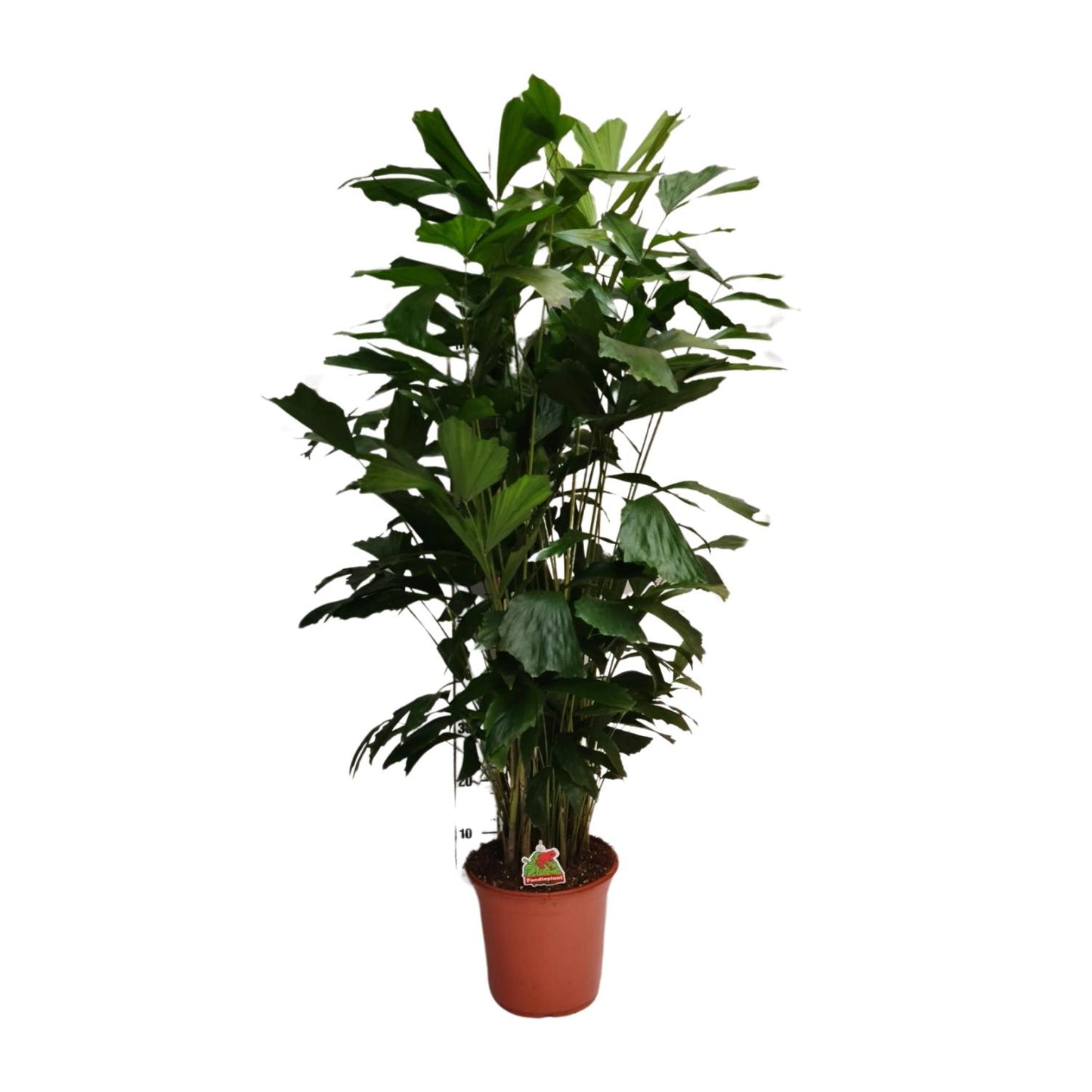 Caryota Mitis – Fishtail-Palme Ø24cm, ca. 120cm hoch