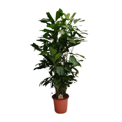 Caryota Mitis – Fishtail-Palme Ø24cm, ca. 120cm hoch