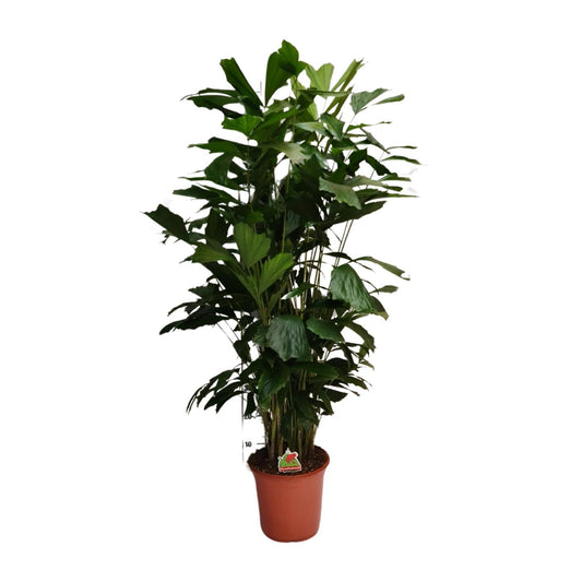 Caryota Mitis – Fishtail-Palme Ø24cm, ca. 120cm hoch