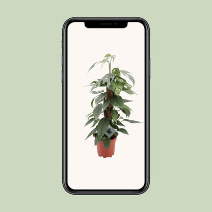 Epipremnum Pinnatum Cebu Blue – pflegeleichte Zimmerpflanze Ø17cm