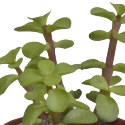 Vetplanten-Mischung 5er Set in Weißem Topf