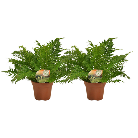 Blechnum Silver Lady Farn 2er Set, Ø17cm, 50cm hoch