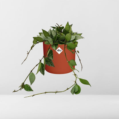 Hoya Krohniana Eskimo – Wachsblume im ELHO b.for soft Rond 14cm Brique