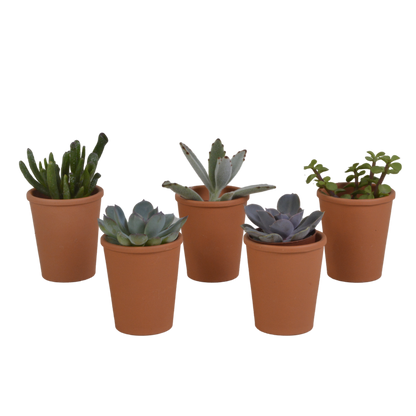 Vetplanten-Mischung 5,5 cm im Terrakottatopf – 5er Set