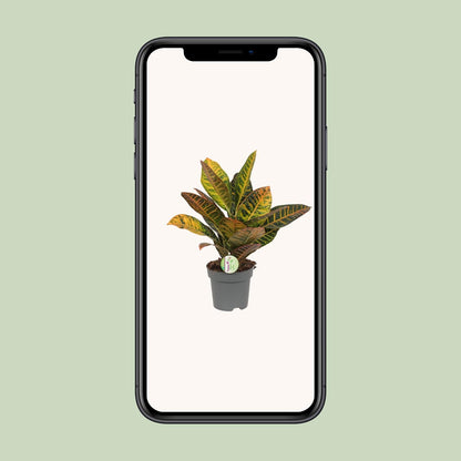 Codiaeum Petra – Bunte Croton Zimmerpflanze Ø17cm
