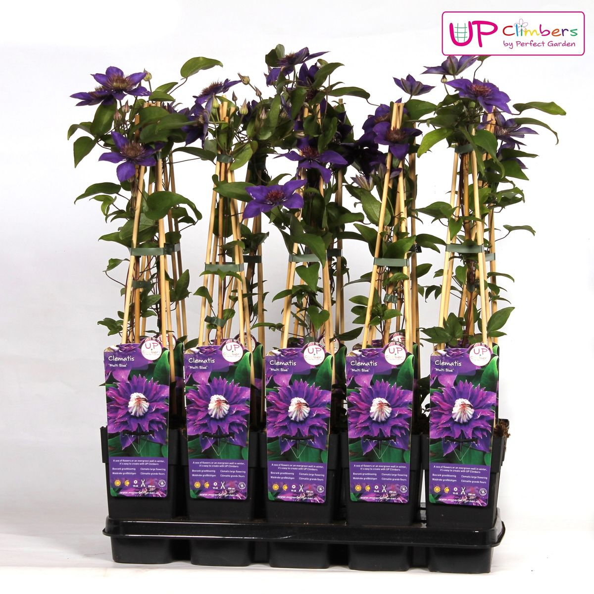 Clematis Multi Blue – Blühende, pflegeleichte Kletterpflanze Ø15cm