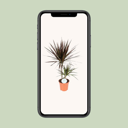 Dracaena Magenta – Pflegeleichter Drachenbaum Ø17cm, 70cm Höhe