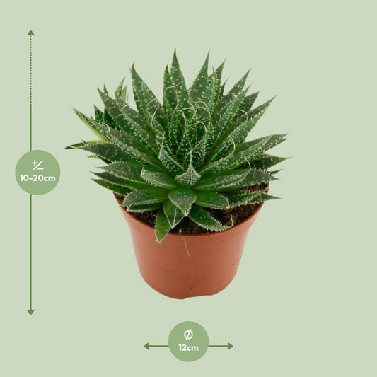Aloë Aristata – Pflegeleichte Sukkulente Ø12cm
