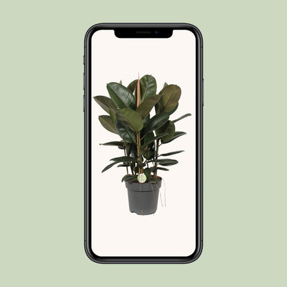 Ficus Robusta – Pflegeleichte Zimmerpflanze Ø27cm