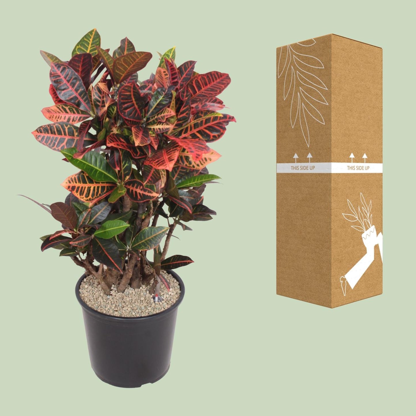 Codiaeum Petra – Bunte, pflegeleichte Zimmerpflanze Ø32cm