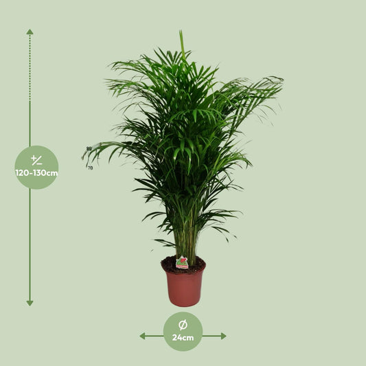 Dypsis Lutescens – Elegante Zimmerpalme Ø24cm, 125cm hoch