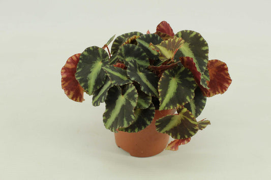 Begonie Cleopatra – Exotische, pflegeleichte Zimmerpflanze Ø10,5 cm