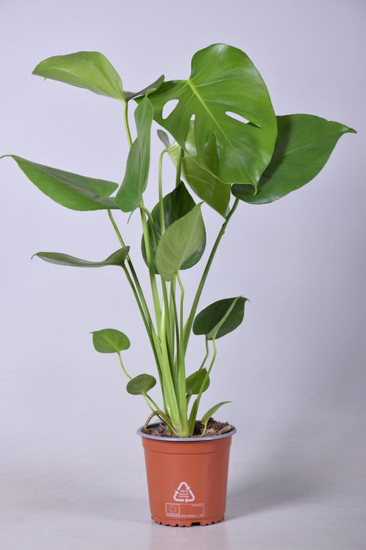 Monstera Deliciosa – Exotisches Fensterblatt Ø14cm