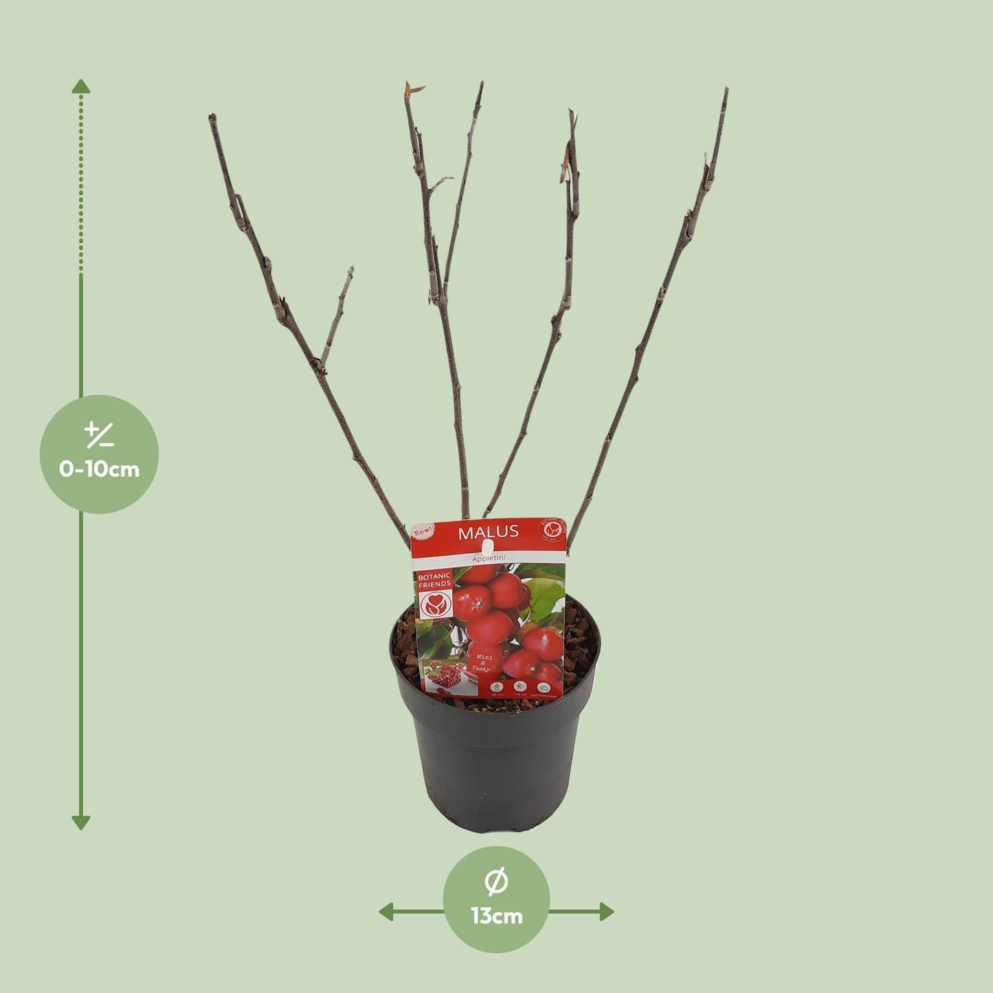 Malus 'Appletini' – Kompakter Apfelbaum Ø13cm