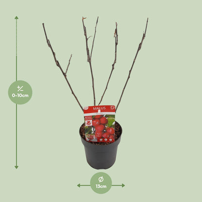 Malus 'Appletini' – Kompakter Apfelbaum Ø13cm