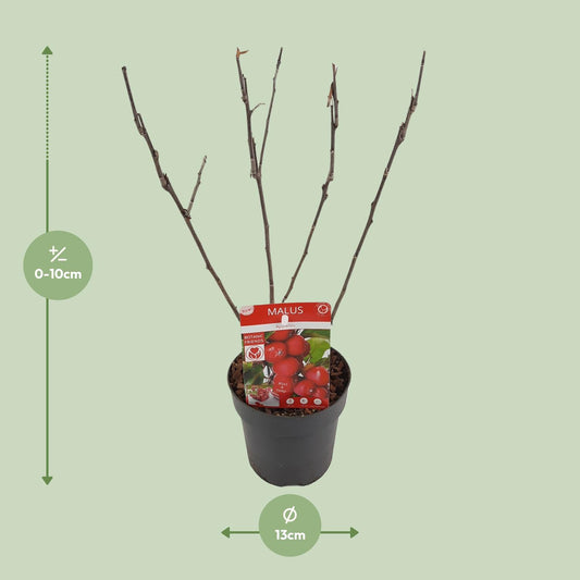 Malus 'Appletini' – Kompakter Apfelbaum Ø13cm
