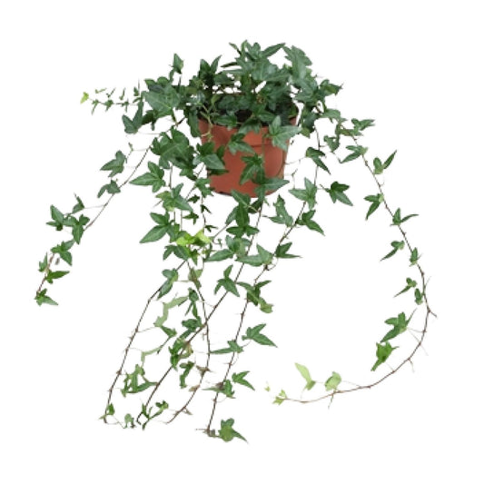 Efeu Hedera Helix Shamrock Ø13cm – Pflegeleicht & Luftreinigend