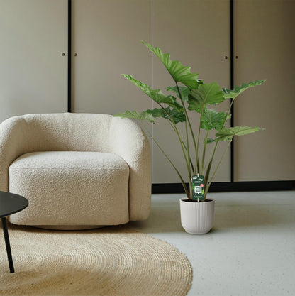 Alocasia Portodora – Tropische, pflegeleichte Zimmerpflanze 140 cm