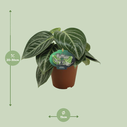 Peperomia Sarcophylla – pflegeleichte Zimmerpflanze Ø15cm