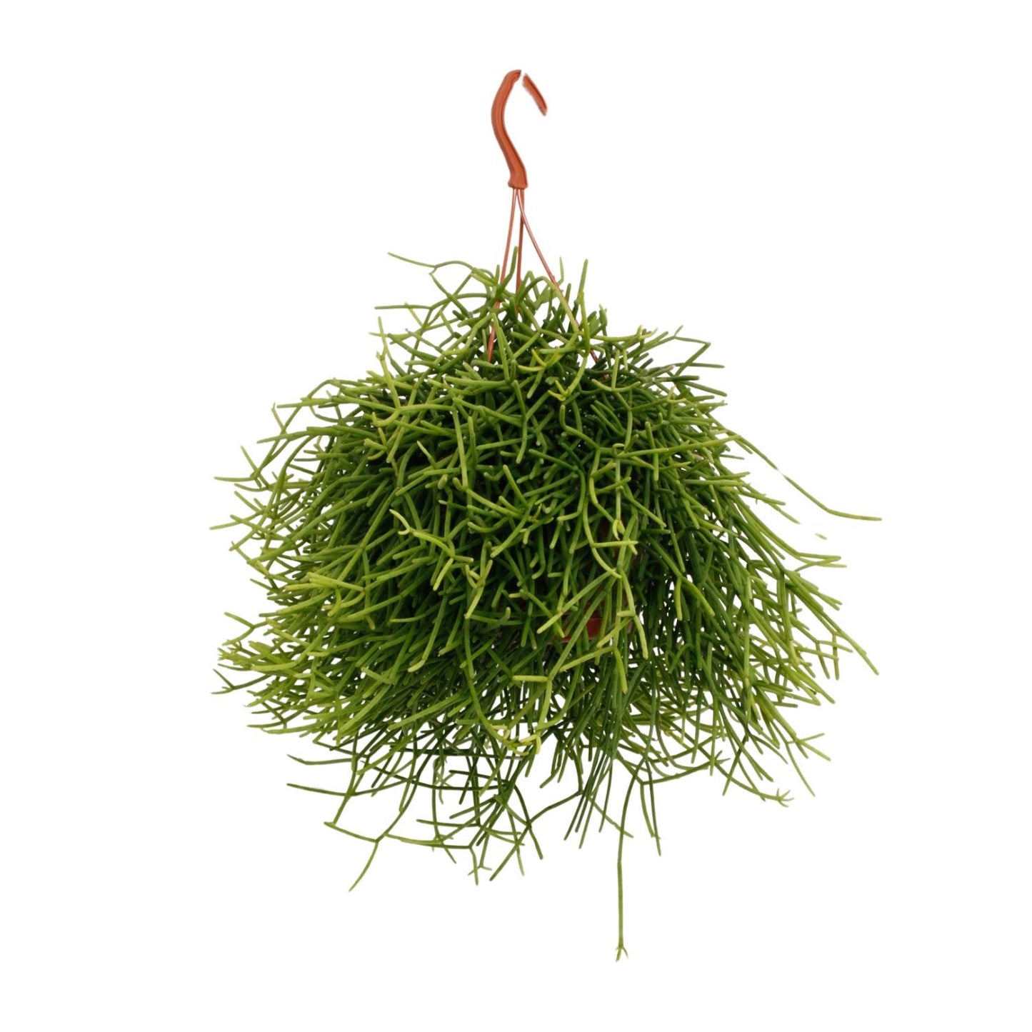 Rhipsalis Heteroclada – Pflegeleichte luftreinigende Zimmerpflanze Ø17cm