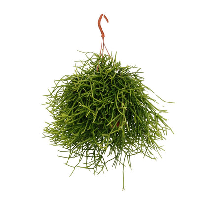 Rhipsalis Heteroclada – Pflegeleichte luftreinigende Zimmerpflanze Ø17cm