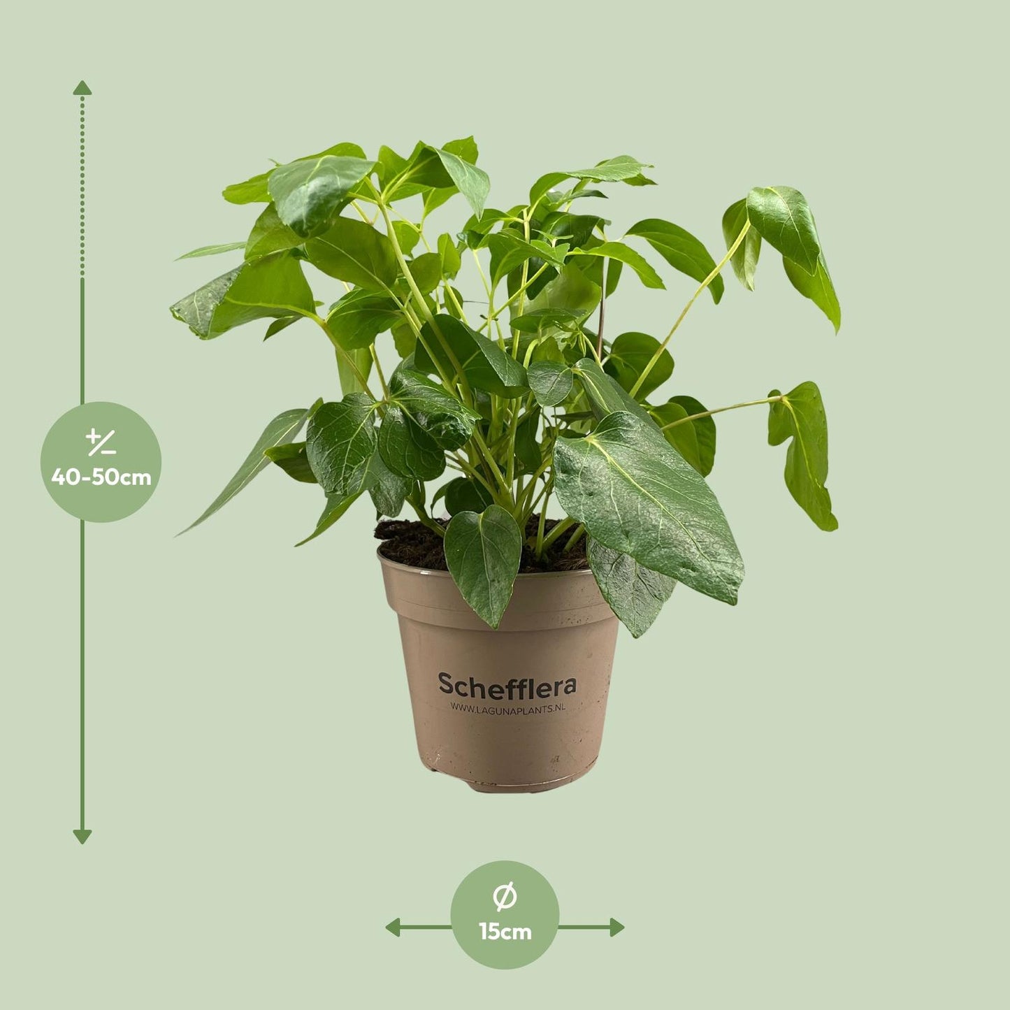 Schefflera Artinolphylla – Pflegeleichte Zimmerpflanze Ø15cm