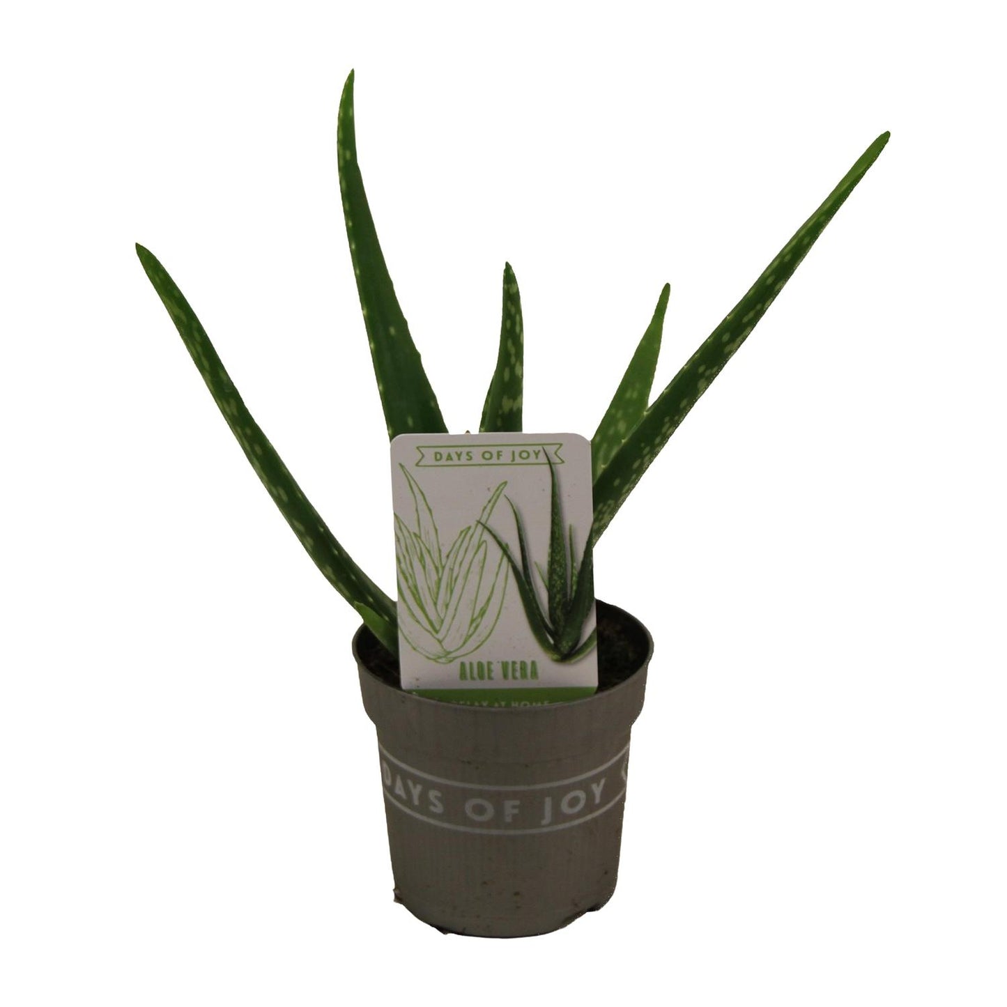 Aloe Vera Zimmerpflanze – Pflegeleicht & Dekorativ Ø10,5cm