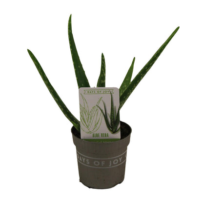 Aloe Vera Zimmerpflanze – Pflegeleicht & Dekorativ Ø10,5cm