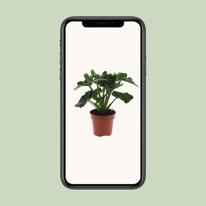 Philodendron Atom – Pflegeleichte Zimmerpflanze Ø12cm