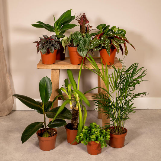 Überraschungs-Pflanzenbox – 10er Set Ø12cm