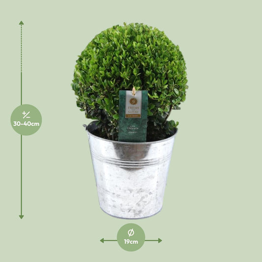 Ilex Crenata 'Jenny'® – Winterharte Stechpalme im Zinktopf Ø20cm