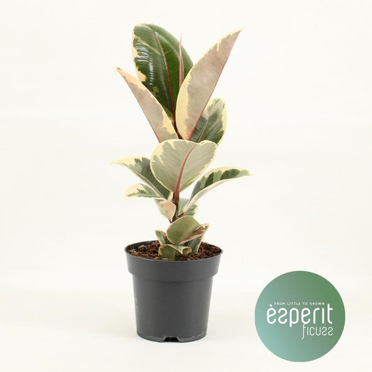 Ficus Elastica Tineke – Pflegeleichte Zimmerpflanze Ø14cm