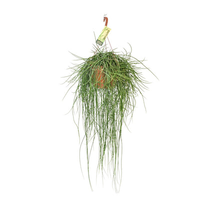 Rhipsalis Floccosa – Pflegeleichte Hängepflanze Ø21cm