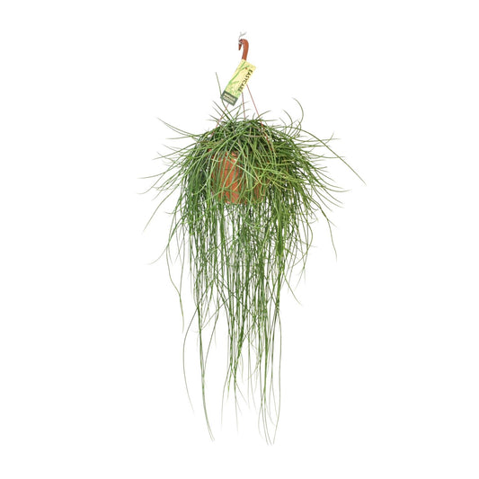 Rhipsalis Floccosa – Pflegeleichte Hängepflanze Ø21cm