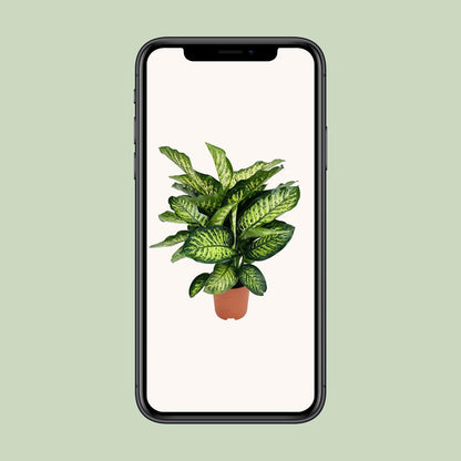 Dieffenbachia Camilla – Pflegeleichte und luftreinigende Zimmerpflanze Ø21cm