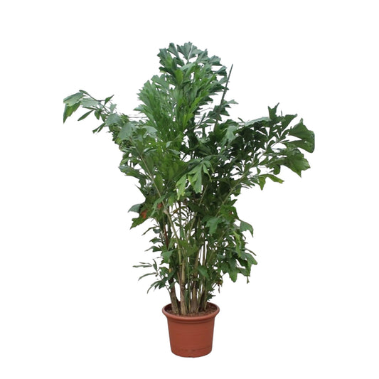 Caryota Mitis - Fischaal-Palme, 220 cm, Ø45 cm