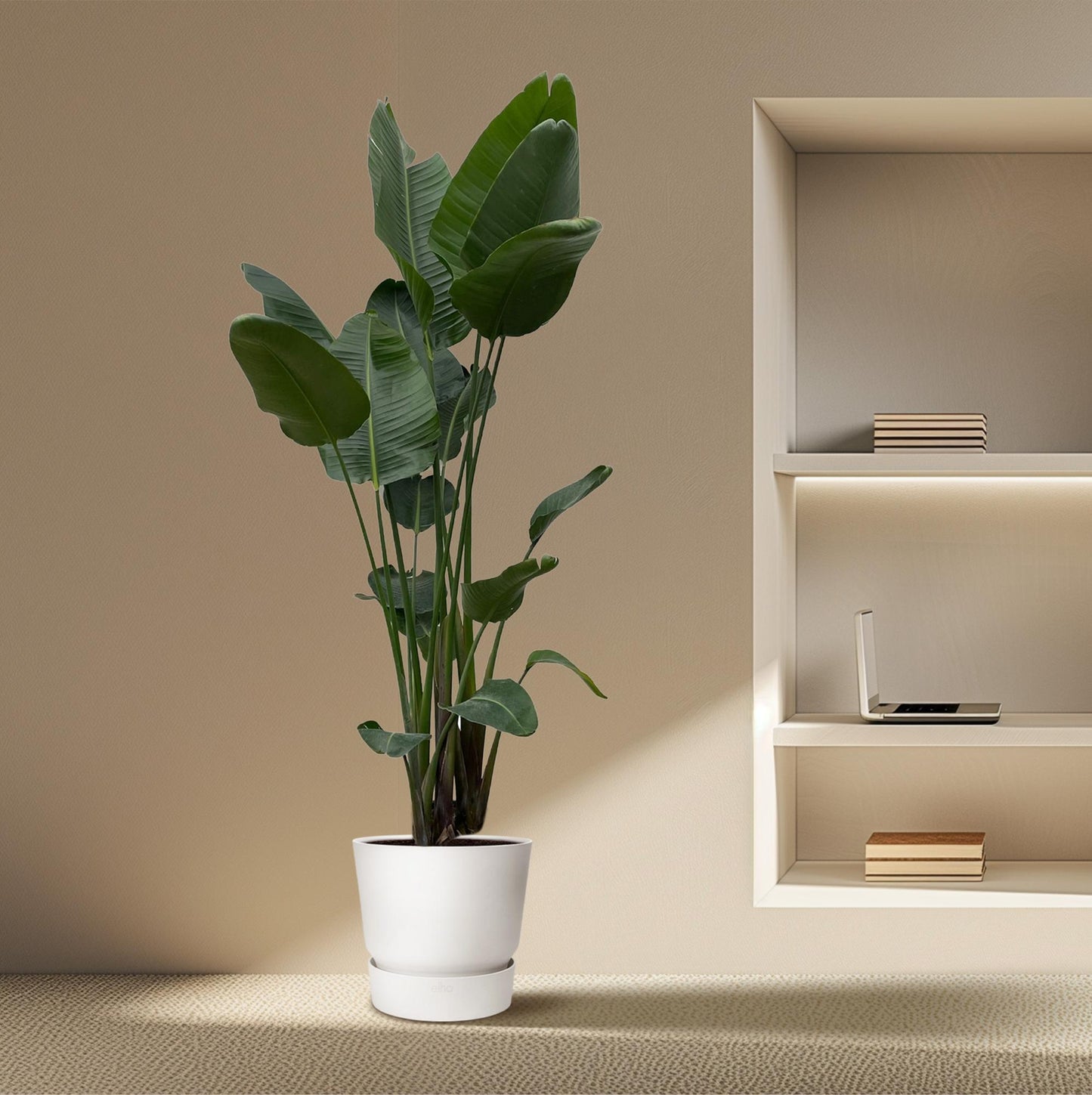 Strelitzia Nicolai XXL – Weiße Paradiesvogel-Pflanze 250 cm