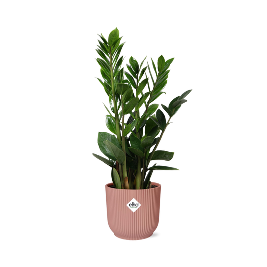 Zamioculcas (ZZ-Pflanze) im ELHO Vibes Fold Topf 14cm rosa
