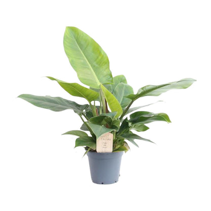 Philodendron Imperial Green – Pflegeleichte Zimmerpflanze Ø17cm