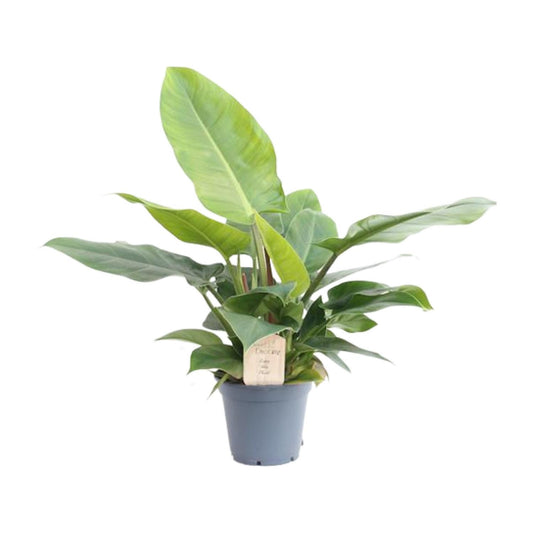 Philodendron Imperial Green – Pflegeleichte Zimmerpflanze Ø17cm