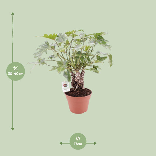 Philodendron Xanadu am Stamm – pflegeleichte Zimmerpflanze Ø17cm