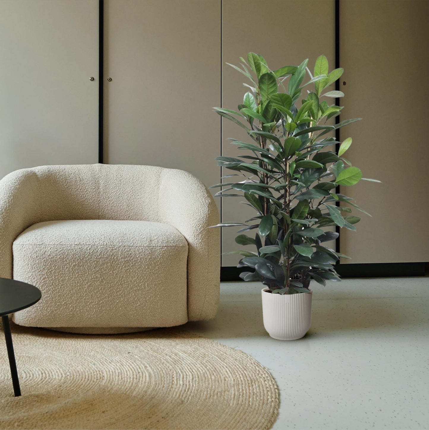 Ficus Cyathistipula – Exotische pflegeleichte Zimmerpflanze 140 cm