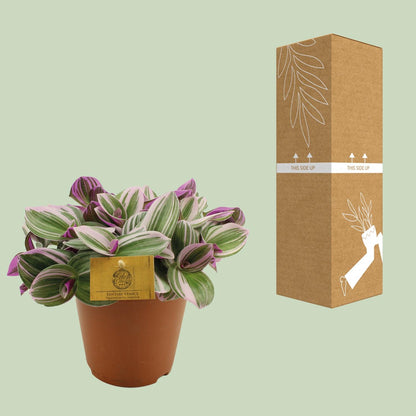 Tradescantia Nanouk – Bunte pflegeleichte Zimmerpflanze Ø15cm