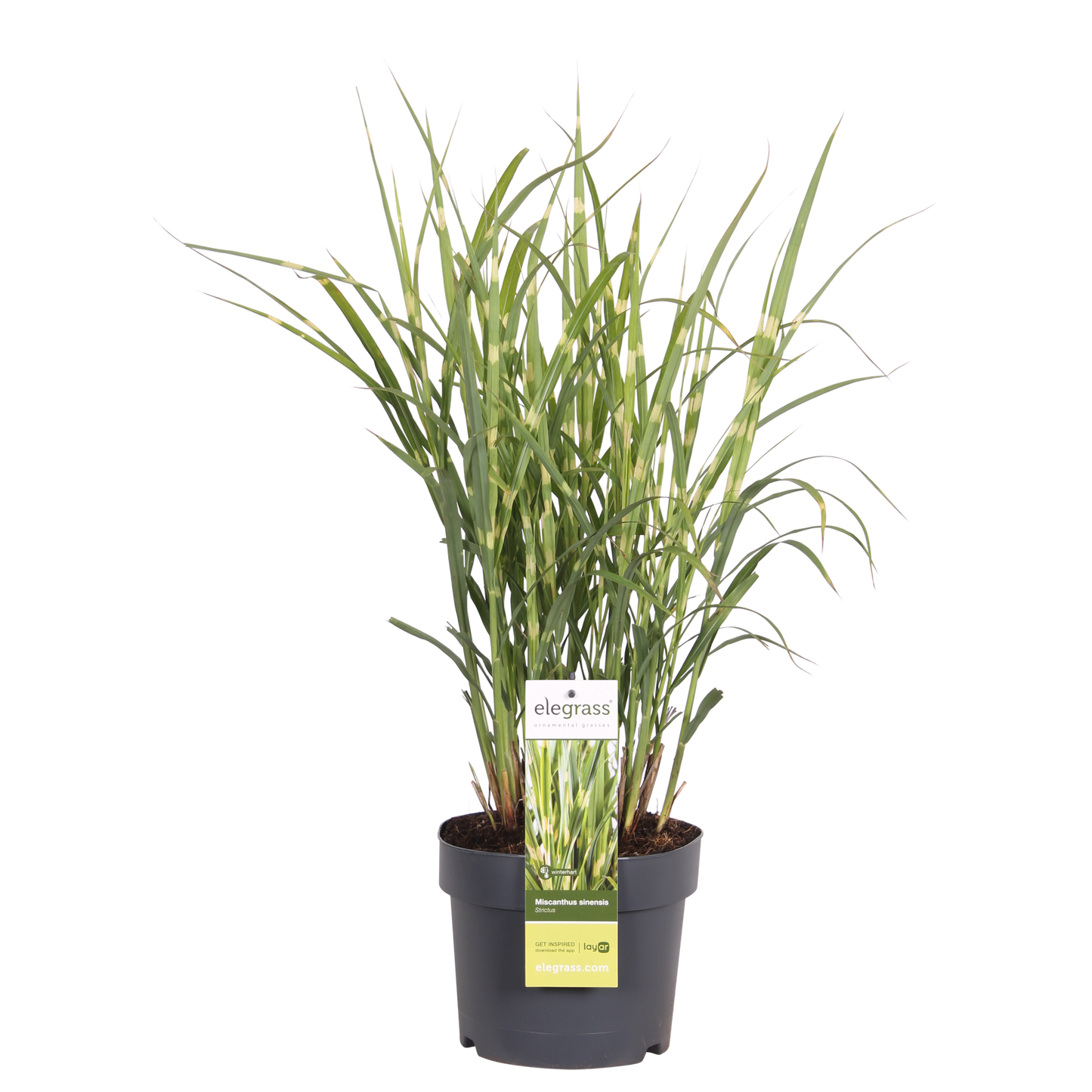 Miscanthus sinensis Strictus – Pflegeleichtes Zebra-Gras Ø23cm