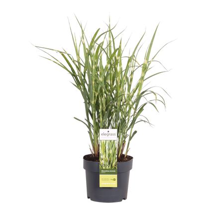 Miscanthus sinensis Strictus – Pflegeleichtes Zebra-Gras Ø23cm