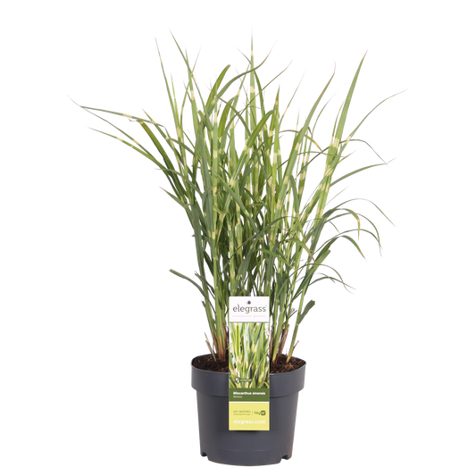 Miscanthus sinensis Strictus – Pflegeleichtes Zebra-Gras Ø23cm